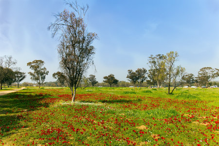 Red anemones are great in the grass. Kibbutz Beeri in the south of the country. Early spring in Israel. Green carpet of spring grass and swollen buds on trees.の写真素材