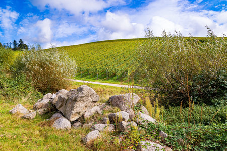Journey to the wine region of Germany. Cloudy day in autumn. Smooth rows of vineyards on the hills of the Rhine and Moselle.の写真素材
