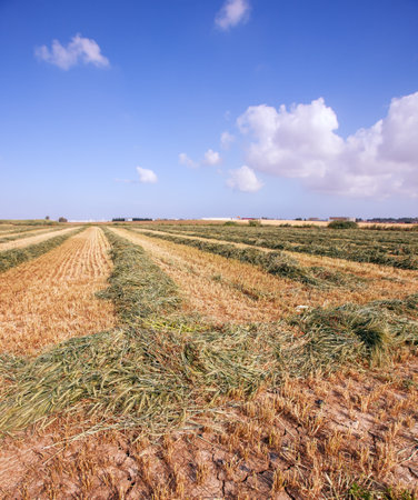 Field after spring harvest. A dirt path goes between the yellowed grass. Spring blue sky and light white clouds. The field in southern Israel.の写真素材