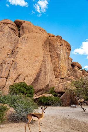 Springbok antelope grazes among huge stones. Africa. Namibia. Magnificent stone brownish-orange Spitzkoppe remnants of coarse-grained granite.の写真素材