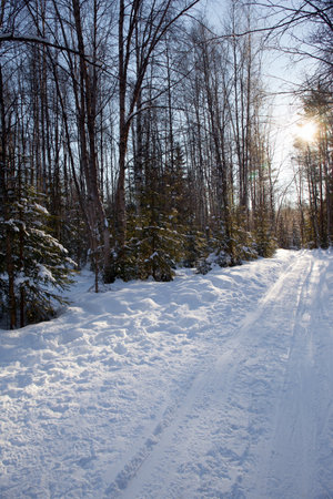 Skiing road in the snow. Winter forest of aspens. Short winter day in the Arctic. The snow has clear shadows from the trees. The sun is low on the horizonの写真素材