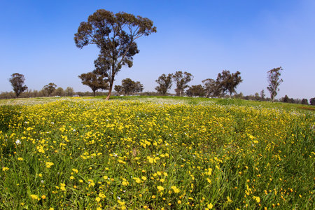 Kibbutz Beeri in the south of the country. Pine and other trees are good in forest plantations. Green carpet of spring grass, colorful wild flowers and swollen buds on trees. Early spring in Israel.の写真素材
