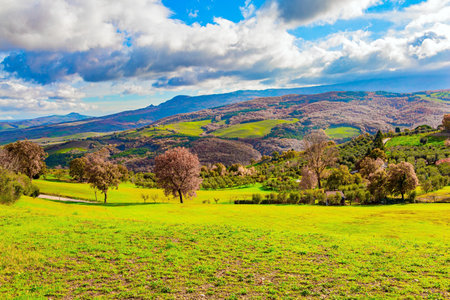 The picturesque green hills of the province of Tuscany. Italy. Sunny warm winter. December. Travel to a fabulousl land. The famous vineyards of Tuscany on the slopes of the hillsの写真素材
