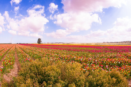 Multi-colored garden buttercups bloom in fields in southern Israel. Spring blue sky and lush cumulus clouds. Picturesque huge fields of flowers. The magnificent nature of Israel.の写真素材