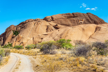Africa. Namibia. Springbok antelope grazes between stones. Spitzkoppe is a picturesque rocky ridge in the Namibian desert. Dirt road passes between stones.の写真素材