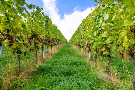 Clusters of ripe sweet grapes among the green leaves of grape bushes. The wine region of Germany. Smooth rows of vineyards on the hills of the Rhine and Moselle.の写真素材