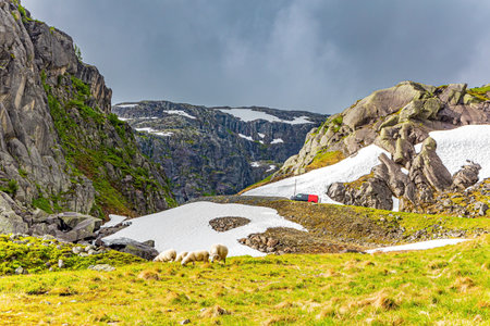 Herd of sheep is grazing near the road. Snowfields remained in the lowlands and on the slopes of the mountains. Traveling by camper on road 520. Cold summer in Norway.の写真素材