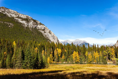 The Banff in the Rocky Mountains. Canada. Sunny day in autumn Indian summer. The mountains are covered with dense spruce forest.の写真素材