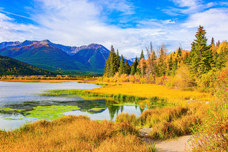 Small swamp on the shores of Lake Vermillon. The water is covered in green mud. Indian summer in the Rocky Mountains. The smooth water of Lake Vermillon. Canada.の写真素材