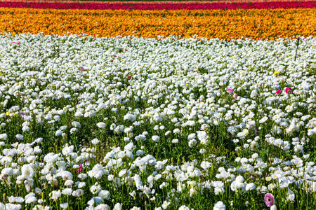 Multi-colored garden buttercups - ranunculus bloom in fields in southern Israel. Picturesque huge fields of flowers. The magnificent nature of Israel. Spring blue sky and light white clouds.の写真素材