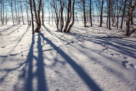 Lapland on a sunny winter day. The snow has clear shadows from the trees. The sun is low on the horizon. Winter forest of aspens and birches. Short winter day in the Arctic.の写真素材