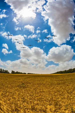 Spring in Israel. Kibbutz in the south of the country. Kibbutz field after harvest. Yellow grass under the bright sunの写真素材