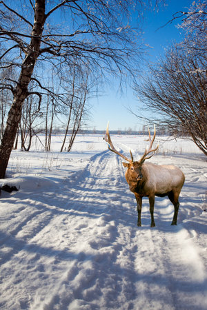 Red deer with branched antlers in the forest. Aspen and birch trees are covered with frost. Christmas is coming soon. The northern winter sun is low on the horizon. Extreme north in winterの写真素材