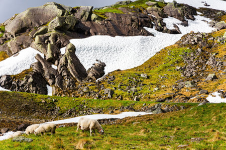 Road 520. Herd of sheep is grazing near the road. Strange bizarre rocks pile up on the side of the road. Large snowfields remained on the mountains. Summer in Norway.の写真素材