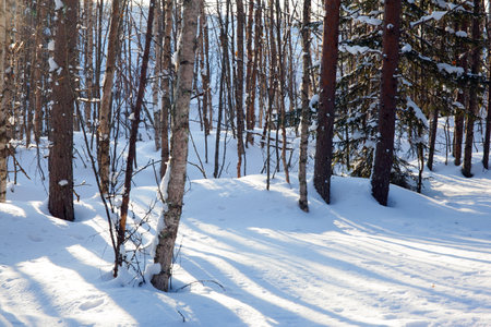 Short winter day in the Arctic. Lapland. The sun is low on the horizon. The snow has clear shadows from the trees.の写真素材