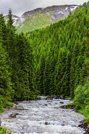 Narrow fast shallow stream rumbles on the riffles. Road to Roldal passes through a coniferous forest. Western Norway. Summer trip to the north of Europe. Cold and rainy day.の写真素材