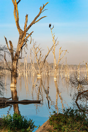 Bald eagle looking out for prey. Gentle sunlight illuminates the half-flooded trees. Journey to the exotic country of Kenya. Lake Nakuru Park in East Africa.の写真素材