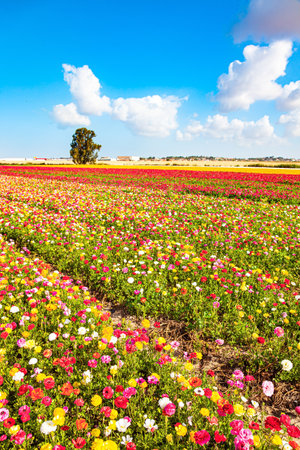 Multi-colored garden buttercups - ranunculus bloom in fields in southern Israel. Picturesque huge fields of flowers. Spring blue sky and light white clouds. The magnificent nature of Israel.の写真素材