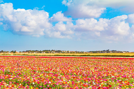 Floral carpet. Israeli kibbutz in the south of the country. Border between Israel and the Gaza Strip. Spring harvest of buttercups - bright large garden flowers. Gorgeous flowers for overseas exportの写真素材