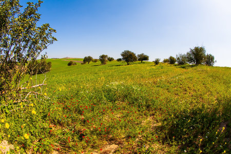Magnificent blooming spring. Spring bloom of the Negev Desert in Israel. Fields of flowers in the bright southern sun. Blue sky and light cloudsの写真素材