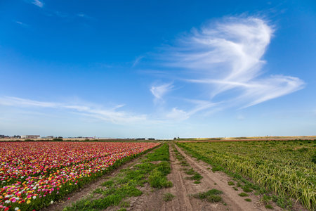 Huge floral carpet of fresh flowers. Spring blue sky and light white clouds. Large white, red and yellow ranunculus -  buttercups bloom in field in southern Israel.の写真素材