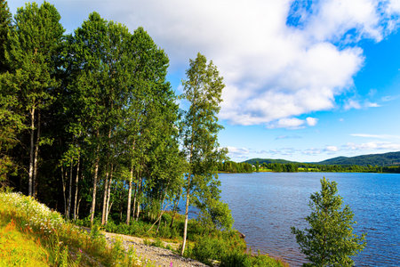 Lake water glistens in the sun. The sunrise. The shore is overgrown with grass and wildflowers. Warm July in Norway. Successful trip to the north of Europeの写真素材