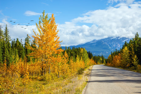 Magnificent Indian Summer. Flock of migratory birds flying over the mountains. The famous Highway 93 in the Rocky Mountains of Canada. The concept of active and photo tourismの写真素材