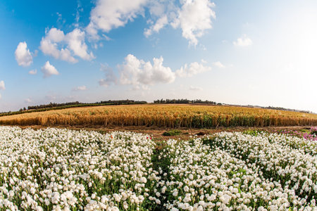 Gorgeous yellow and white flowers. Blue sky and fluffy clouds. Israel, spring sunny day. The fields of garden buttercups are ready for harvest. Spring came. Photo taken with a fisheye lens.の写真素材