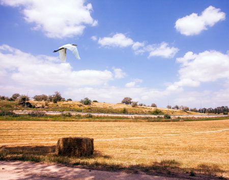 The magnificent nature of Israel. Picturesque huge fields. Large heron flies over dirt path and yellowed grass.の写真素材