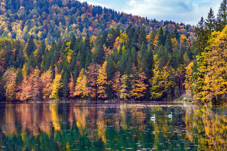 The colors of the autumn forests are reflected in the icy water of the lake. Sunrise. Pair of white swans swim in the lake Fusine in Italy. Mountains covered in morning mist.の写真素材