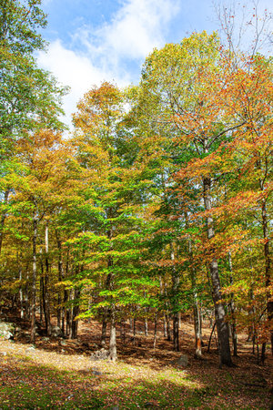 The edge of the forest. Journey to beautiful Canada. Northern autumn. Omega Park is a natural eco-park among meadows, forests and valleys.の写真素材