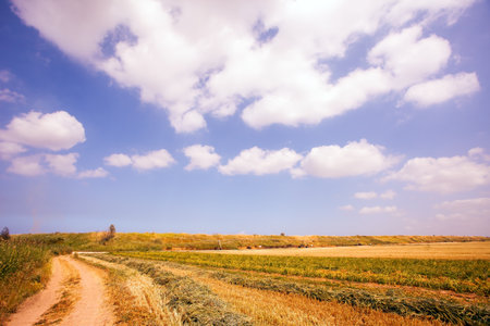 The field in southern Israel. Dirt path goes between the yellowed grass. Field after spring harvest. Spring blue sky and light white clouds.の写真素材