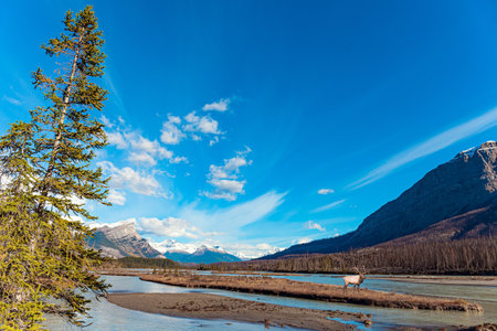 Deer grazes on the bank of the lake. This artificial Abraham lake. Canadian autumn at Abraham Lake. Rocky Mountains of Canadaの写真素材