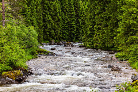Narrow fast shallow stream rumbles on the riffles. Road to Roldal. Scenic landscape in Western Norway. Summer trip to the north of Europe. Cold and rainy day.の写真素材