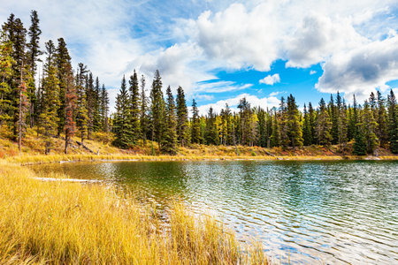 Autumn trip to the west of Canada. The tall grass turned yellow. The cold shallow lake is surrounded by an evergreen forest. The lake surface is covered with small ripplesの写真素材