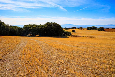 Hot autumn. Basque country, province of Guipuzcoa, Spain. Rural fields after harvest. Road between village fieldsの写真素材