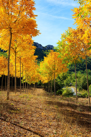 Impressive autumn aspen grove pierced by sunbeams. Picturesque Basque country. Way from San Sebastian to Tolosa. Lush colors of autumn.の写真素材