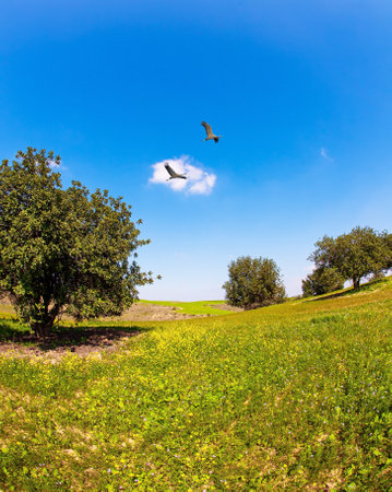 Two herons flying over the green grass field. Lovely warm day. Walk in the blooming Negev desert in Israel.の写真素材