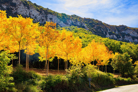 Way from San Sebastian to Tolosa. Picturesque Basque country. Impressive alley in aspen grove pierced by sunbeams. Lush colors of autumn.の写真素材