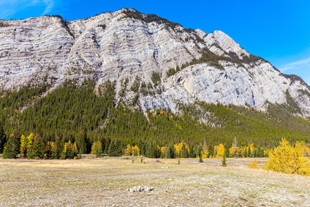 Neighborhood of Abraham Lake. Vibrant yellows and greens of foliage and grass around Abraham Lake. Rocky Mountains of Canada. Gorgeous sunny autumn day.の写真素材