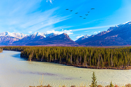 Flock of migratory birds flies in the sky. This artificial Abraham lake. Canadian autumn at Abraham Lake. Rocky Mountains of Canadaの写真素材