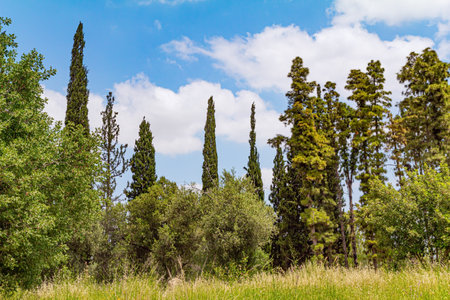 Beautiful day in early spring in Israel. Light green fresh grass covers hills and plains.の写真素材