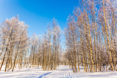 Sunny frosty day in the Arctic, Lapland. The concept of extreme tourism. Transparent cold air of hardwood grove. Crouching road in the snowの写真素材