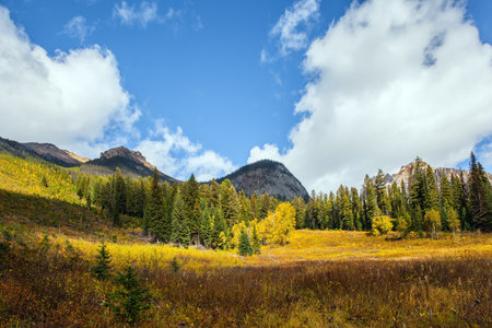 Meadow with yellow autumn grass on the banks of Emerald Lake. Early foggy morning. Picturesque huge lake in the Canadian Rockies.の写真素材