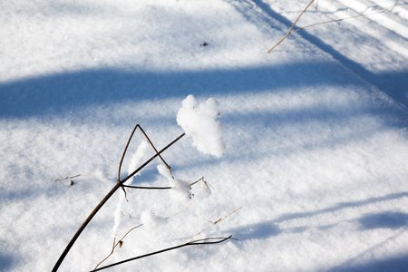 Deep snow drifts. The short winter day in the Arctic. The sun is low on the horizon. Winter forest of aspens and birches. Lapland on a sunny winter day.の写真素材