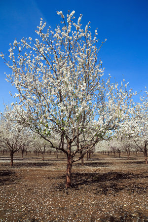Warm sunny spring day. Lovely large grove of flowering almond trees. Fallen flowers cover the ground like a carpet.の写真素材
