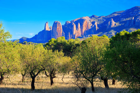 Mallets of Riglos is a conglomeration of rock formations. Part of the foothills of the Pyrenees. Romantic trip to Spain. Province of Huesca, Aragon. Sunny afternoon. The young olive grove.の写真素材