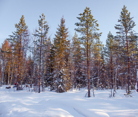 Lapland on a sunny winter day. Short winter day in the Arctic. The sun is low on the horizon. The snow has clear shadows from the trees. The edge of a snow-covered coniferous forestの写真素材