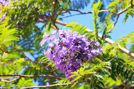 Spring dense flowering trees in Shomron. Spring came. Israel. Blooming spring jacaranda blooms with lilac flowers gathered in bunches.の写真素材