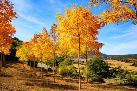 Amazing alley in aspen grove pierced by sunbeams. Lush colors of autumn. Way from San Sebastian to Tolosa. Picturesque Basque country.の写真素材
